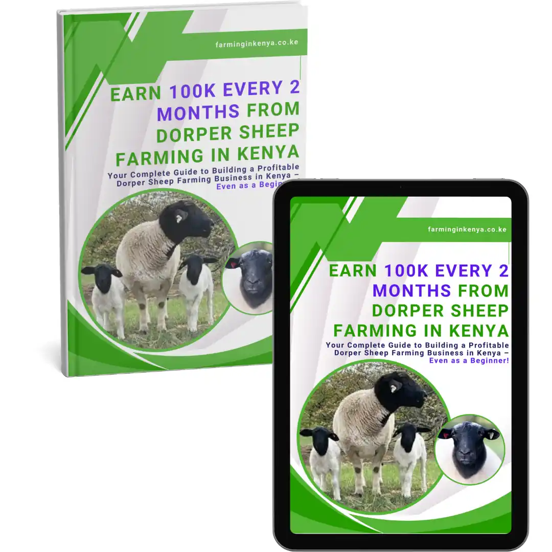 Earn 100k Every 2 Months From Dorper Sheep Farming in Kenya